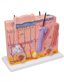 School Lab Anatomy Human Skin